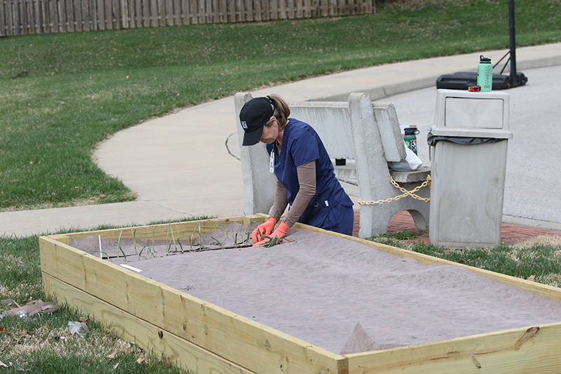 Michelle Lane planting vegetables