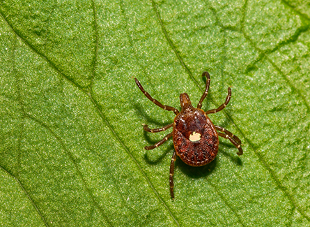 Lone star tick. Brown with a white spot in the  middle of its back.