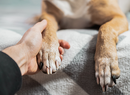 Someone holding their dog's paw